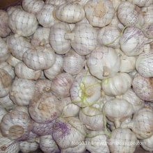 Good Quality of Chinese Fresh White Garlic